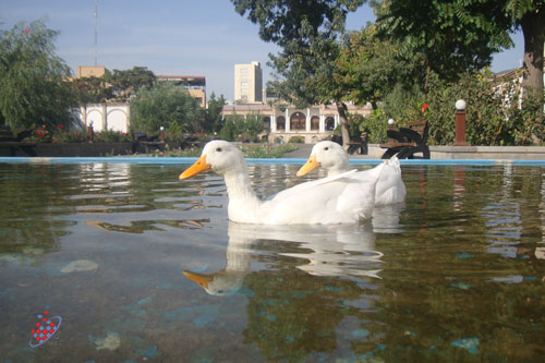 اردک ها در حوض خانه امیر نظام گروسی - Tabriz- Kaveh Vahidi Azar